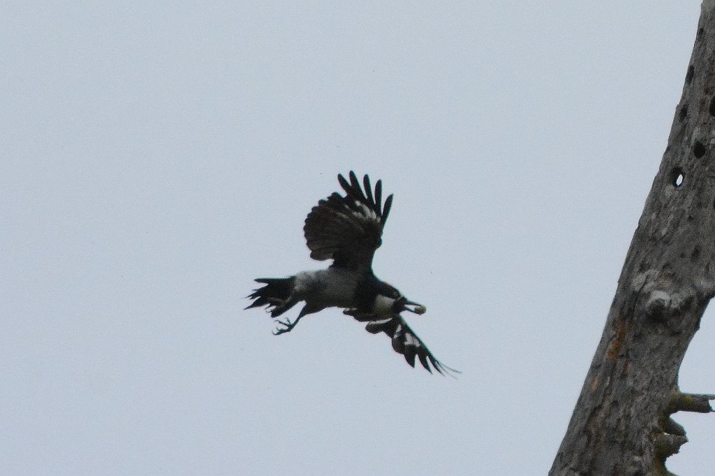 Woodpecker, Acorn, 2015-06142140 Point Reyes National Seashore, CA.JPG - Acorn Woodpecker. Point Reyes National Seashore, CA,6-14-2015